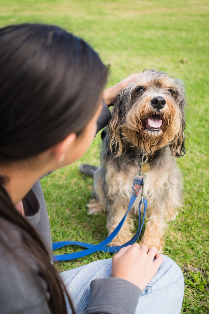 Scout and friend - Wellbeing Dog